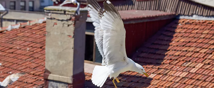 Residential Chimney Animal Removal Solution in New Albany, IN