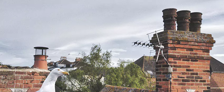 Chimney Cleaning And Restoration in New Albany, Indiana